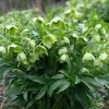 10 x Biologische Stinkend nieskruid (Helleborus foetidus) D 11 H 15 cm